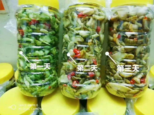 零投資高回報，攜手賀州壽城，共筑地瓜產(chǎn)業(yè)新篇章